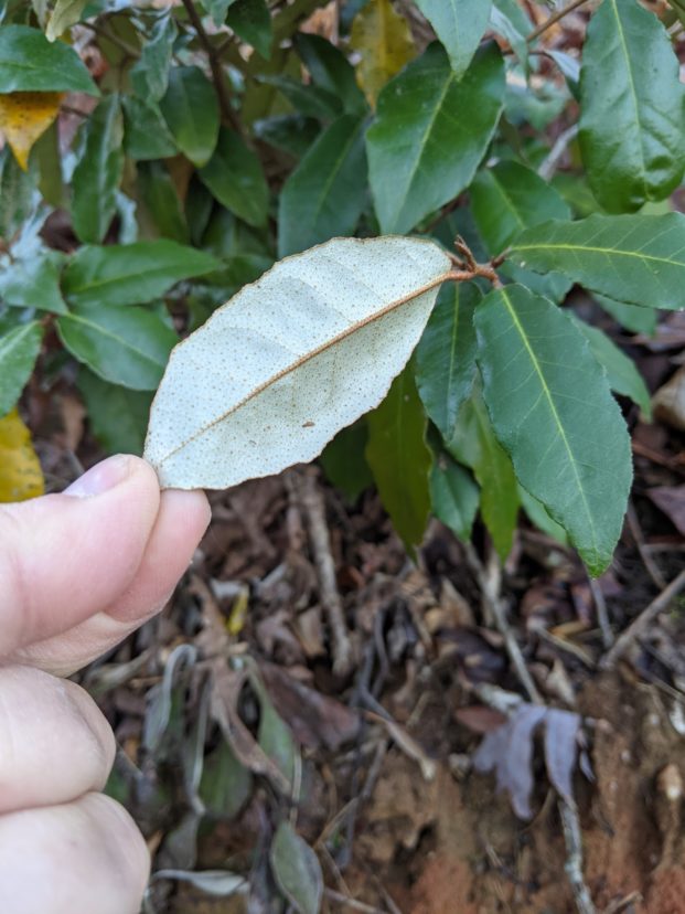 The silvery underside of an Elaeagnus leaf.