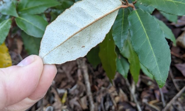 WANTED: Elaeagnus – Dead, Not Alive