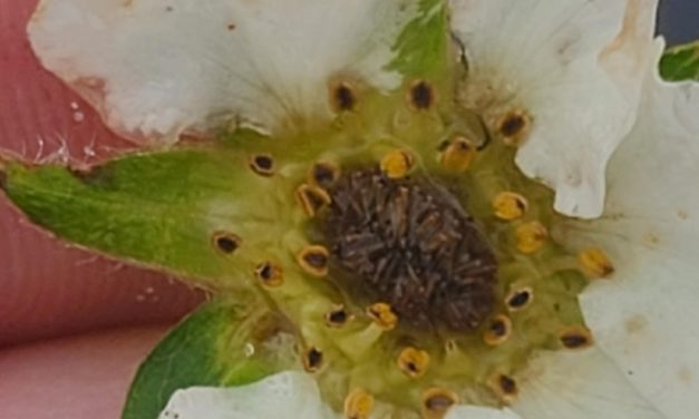 SC Fruit and Vegetable Field Report- February 6, 2023