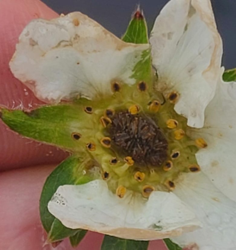 This flower damaged by the cold should be removed from the field to prevent disease inoculum from developing on the dead tissue.