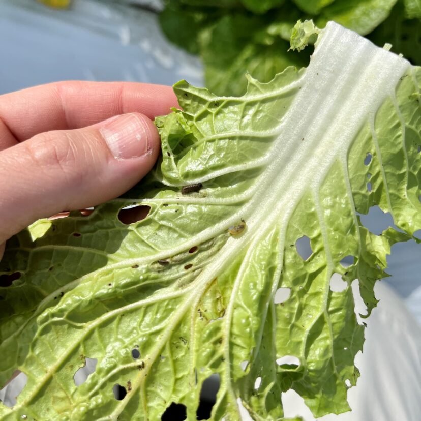 “Underside of a Napa cabbage leaf with two larval stage yellow margined leaf beetles (YMLB, Microtheca ochroloma) and one larval vegetable weevil (Listroderes difficilis). The foliar feeding damage was caused by both insect species. YMLB can be a significant pest for organic production, especially turnips and Napa cabbage, which they prefer. In fact, this preference can be leveraged to use either of these two as a ‘trap crop’ that lures the beetle away from other crops such as cabbage or mustard.”