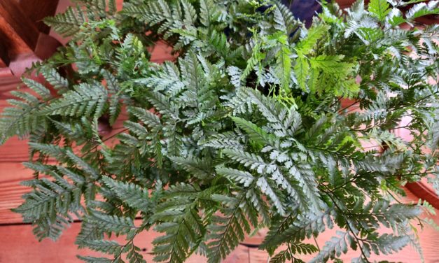 Rabbit’s Foot Fern