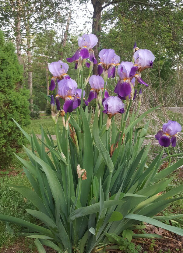 Bearded irises should start blooming this month.