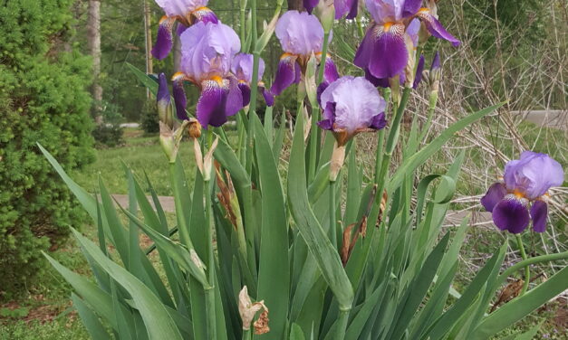 This Month in Your Garden- April 2023