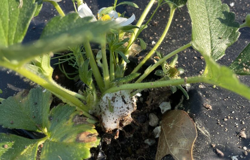A mass of spittlebug bubbles at the base of a strawberry plant. Spittlebugs are a rare occurrence on strawberries.