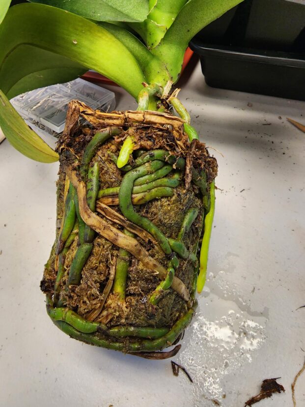 A phalaenopsis orchid potted in moss and done flowering.
