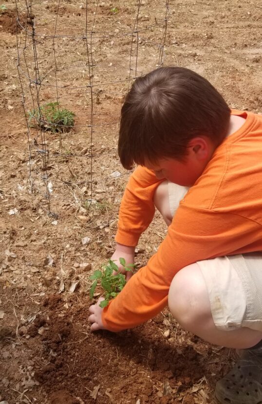 Once the fear of frost has past, warm season vegetable transplants can be added to the garden.