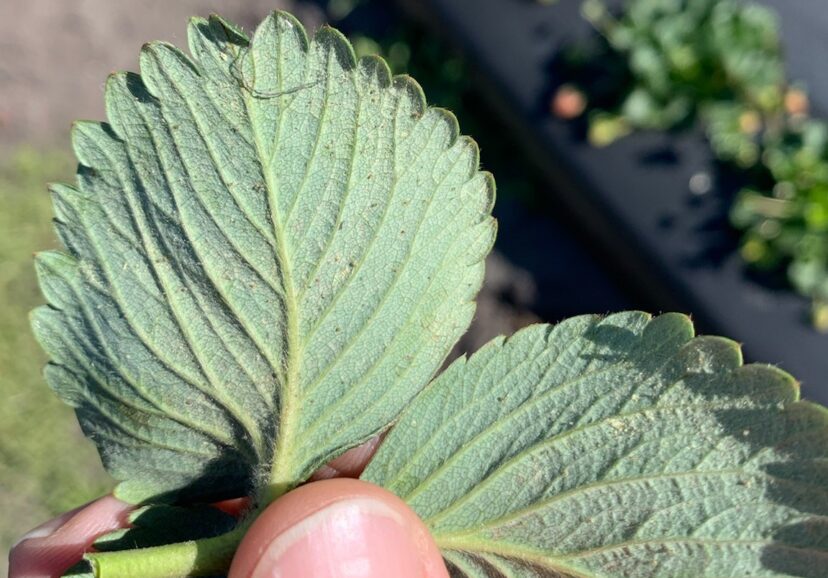 A strawberry leaf heavily infested with spider mites.