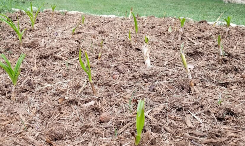 Allow proper spacing when adding summer bulbs, like crinum to the landscape.