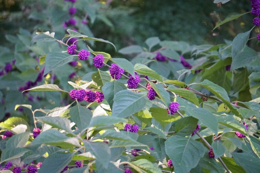 American beautyberry (Callicarpa americana) has beautiful, dense clusters of purple berries in the fall.