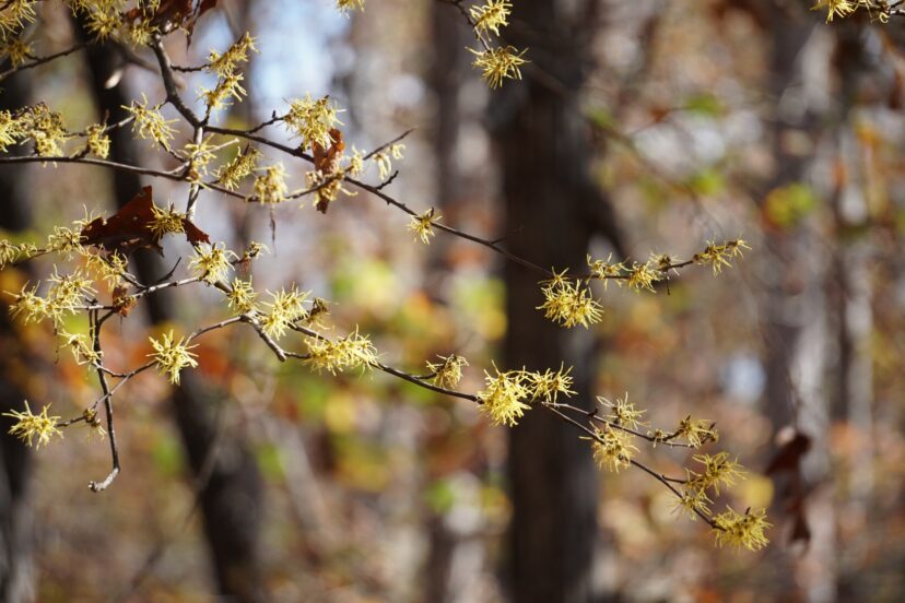 American witch-hazel (Hamamelis virginiana) is a small, multi-trunked tree that has fragrant, strap-like flowers in the fall.