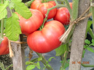 Annual vegetables, such as tomatoes, may require additional fertilizer applications during the growing season as recommended by a soil test.