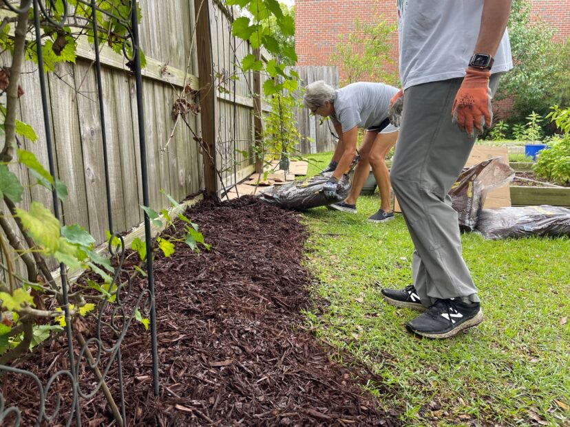 Apply mulch around plants as needed.