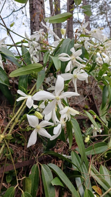 Armand’s clematis (Clematis armandii) blooms in late winter.