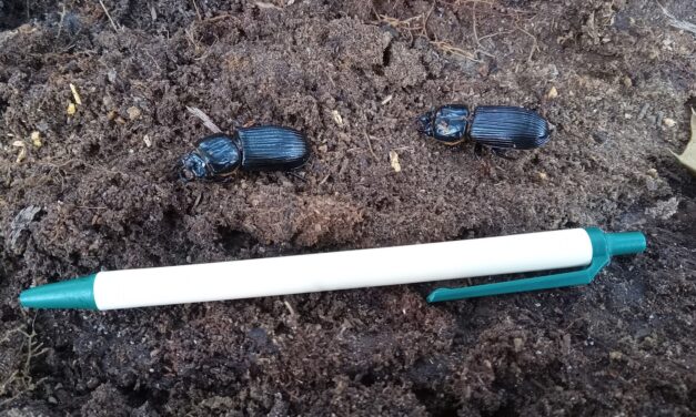 What is It? Wednesday- Bess Beetles