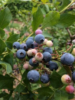 Blueberries require annual soil testing to determine soil pH and fertility levels.
