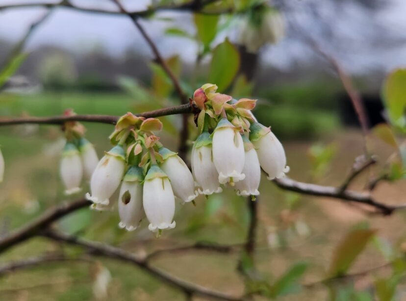 What Is It? Wednesday Carpenter Bee Damage on Blueberry Flowers Home & Garden Information Center
