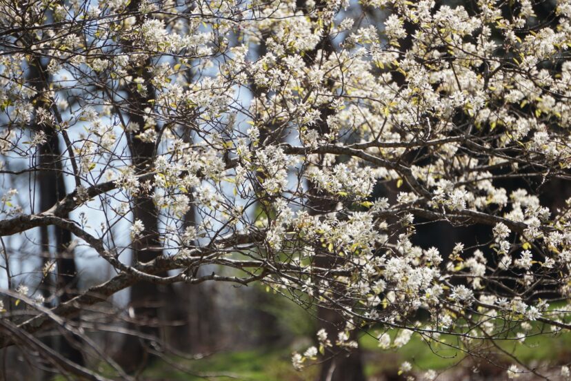 Common serviceberry (Amelanchier arborea) is a beautiful small tree that flowers before the leaves emerge.