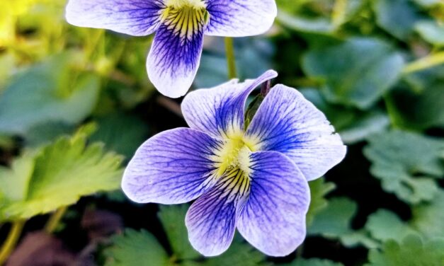 Common Violets, a Beautiful Treasure