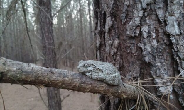 What Is It? Wednesday- Cope’s Grey Treefrog