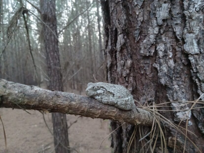 Cope’s Grey Treefrog