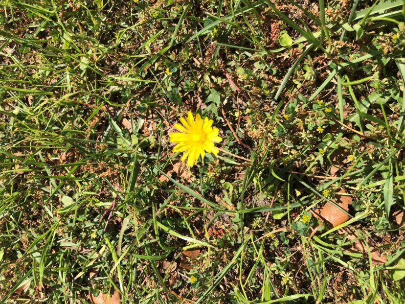 Dandelions are blooming now. Reduce their spread by removing flowers before they produce seeds.