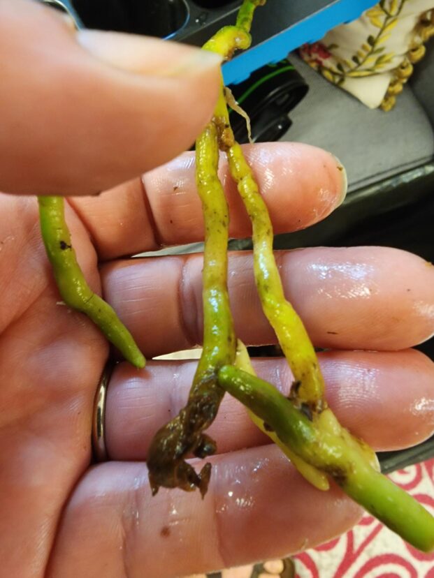 Dead orchid root tip, be careful to remove only the dead root material.