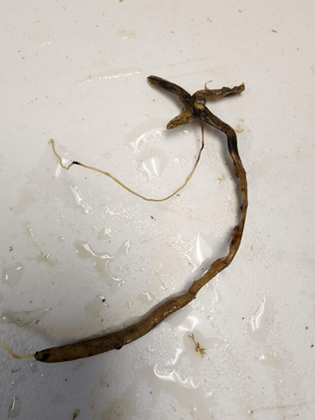 Dead orchid roots removed from plant.