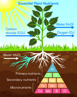 Diagram Description automatically generated