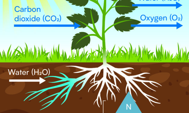 Choosing A Fertilizer