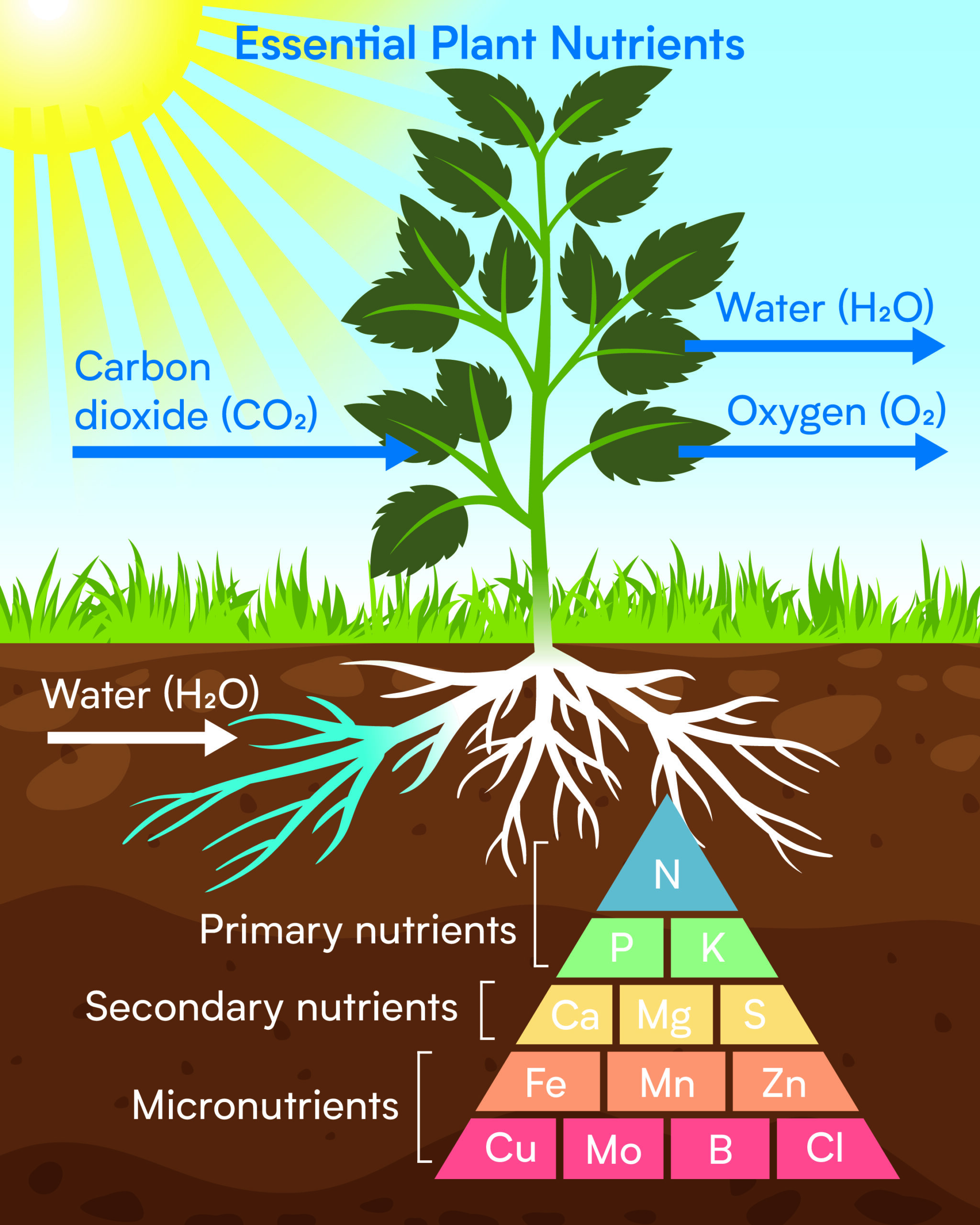 Plant nutrition: When and how?