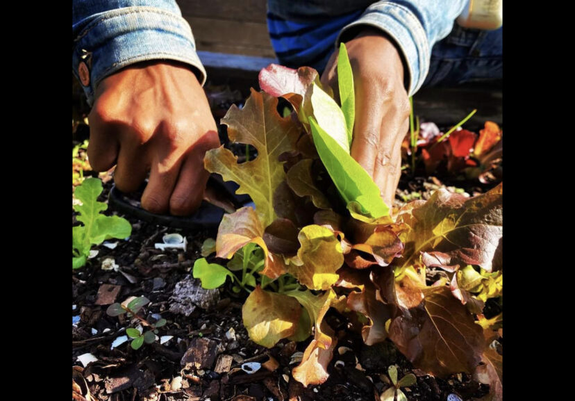 Early spring vegetable are being harvested.