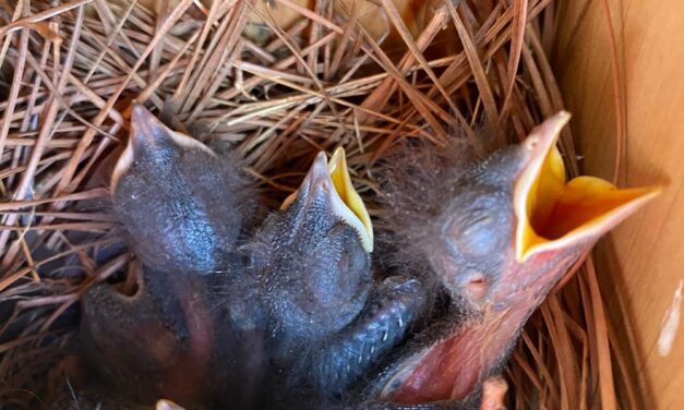 Attracting Wildlife to Your Backyard