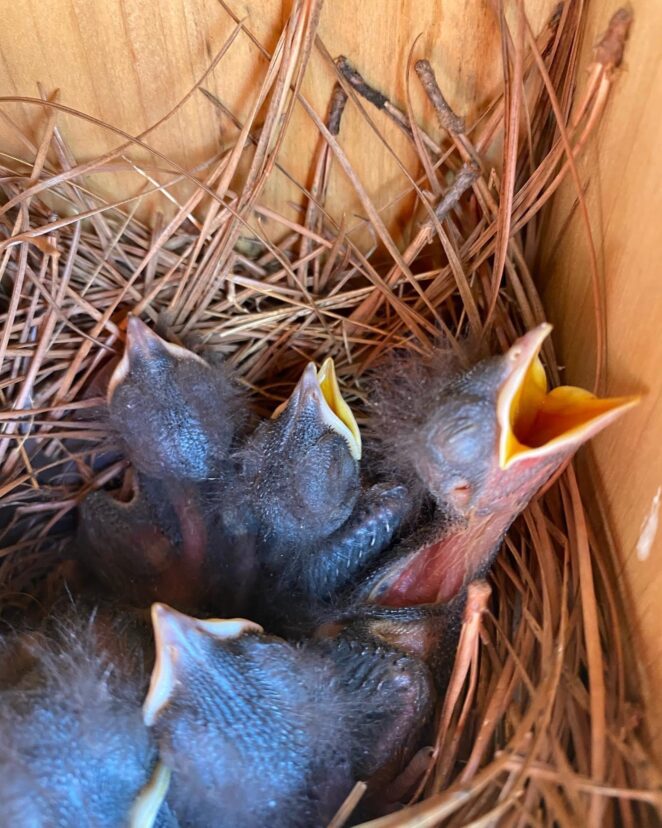 Eastern bluebirds in nesting box.