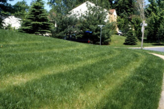 “Fertilizer burn” caused by an overapplication of fertilizer on this tall fescue lawn due to its uneven application with a drop-type spreader.