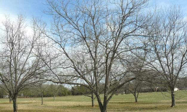 Pecan Fertilization