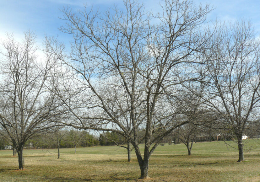 Fertilizer should be applied evenly beneath the canopy of the tree.