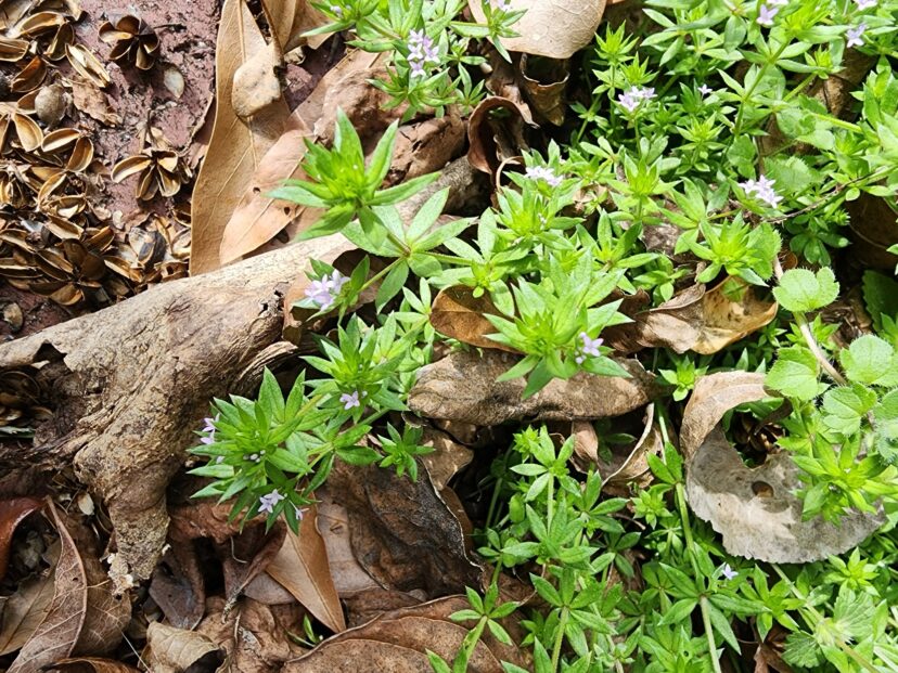 Weed of the Month – Field Madder | Home & Garden Information Center