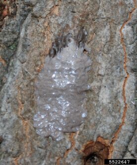 Figure 1a. The life cycle of SLF begins when adults lay egg masses, which appear as gray clay.