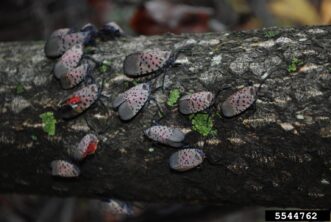 Figure 3b. SLF adults on a host tree. Lawrence Barringer, Pennsylvania Department of Agriculture, Bugwood.org