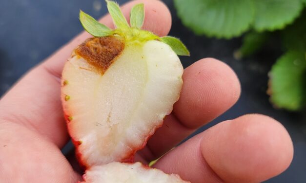 SC Fruit and Vegetable Field Report – March 27, 2023