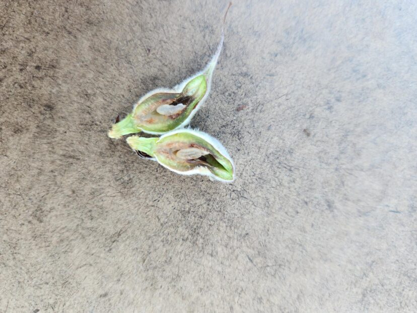 Fruit that was already in shuck off suffered damage. The embryo is damaged and will not make a decent fruit.