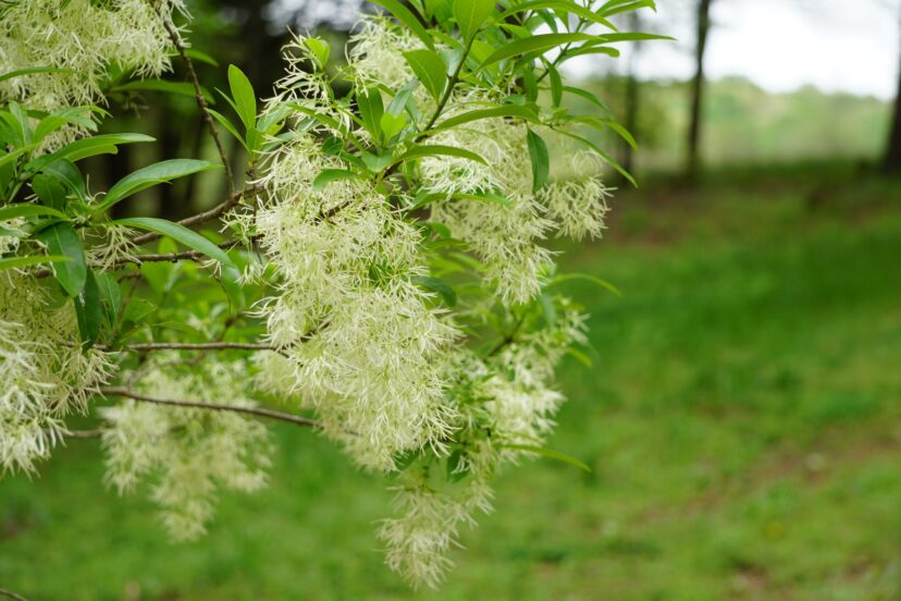 Grancy greybeard or white fringe tree (Chionanthus virginicus) is a small, deciduous tree that has lacy flowers in the spring.