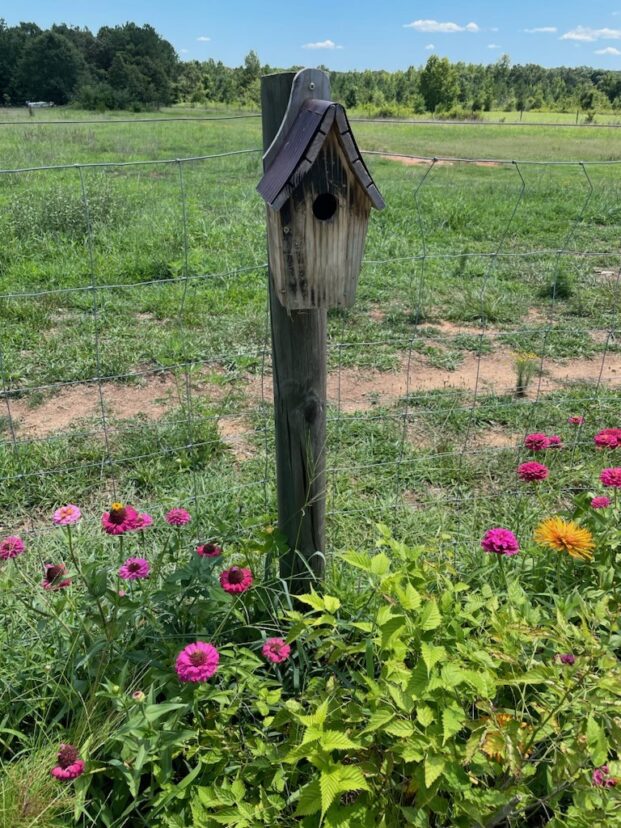 Great way to add some habitat diversity on an edge of a yard featuring zinnias and other wildflowers.
