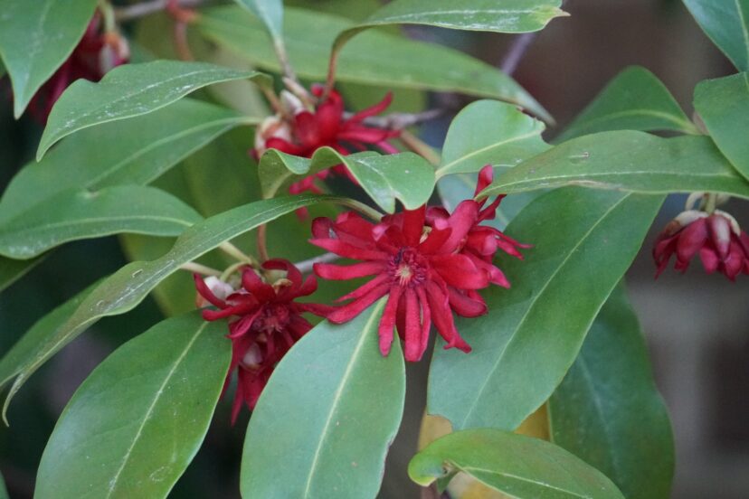 In April, the maroon flowers of a Florida anise (Illicium floridanum) contrast well with the dark green evergreen foliage.