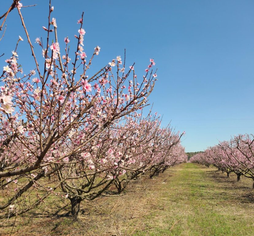 Late peach varieties are beginning to bloom near the coast.