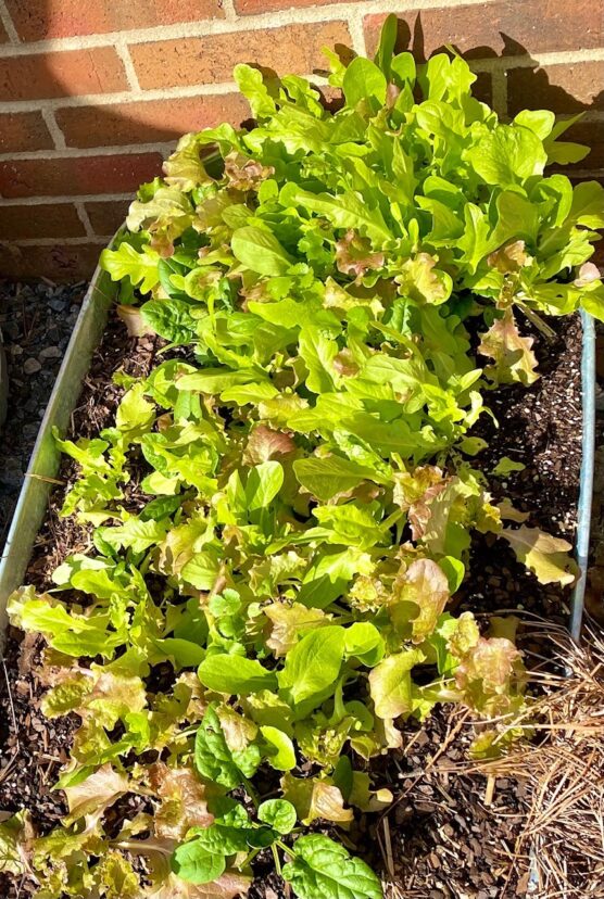 “Lettuce and Spinach Container”.