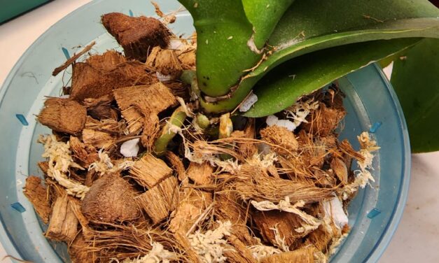 Repotting Your Orchid