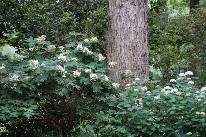 Oakleaf hydrangeas (Hydrangea quercifolia) on the left and Annabelle hydrangeas (Hydrangea arborescens ‘Annabelle’) on the right brighten up a May landscape.