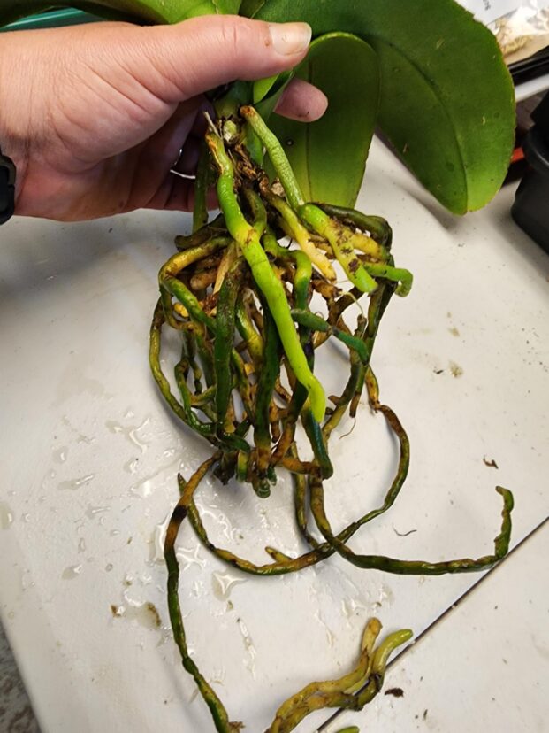 Orchid is ready to pot after removal of dead and decaying roots.